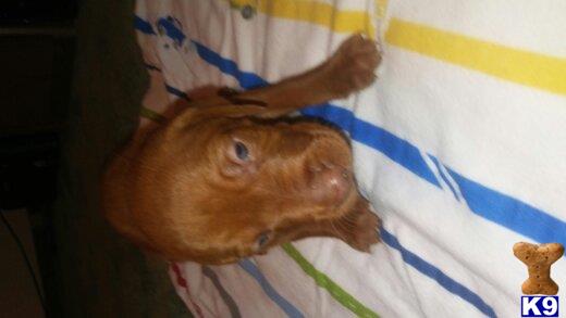 charleen Picture 2